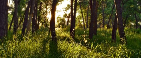 Urbanismo y gestión medioambiental